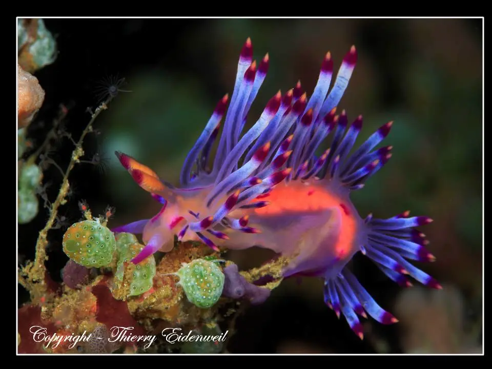 Anilao Macro Dive Media Highlight